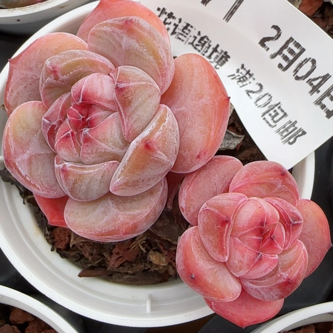 花语逸镜0204-471