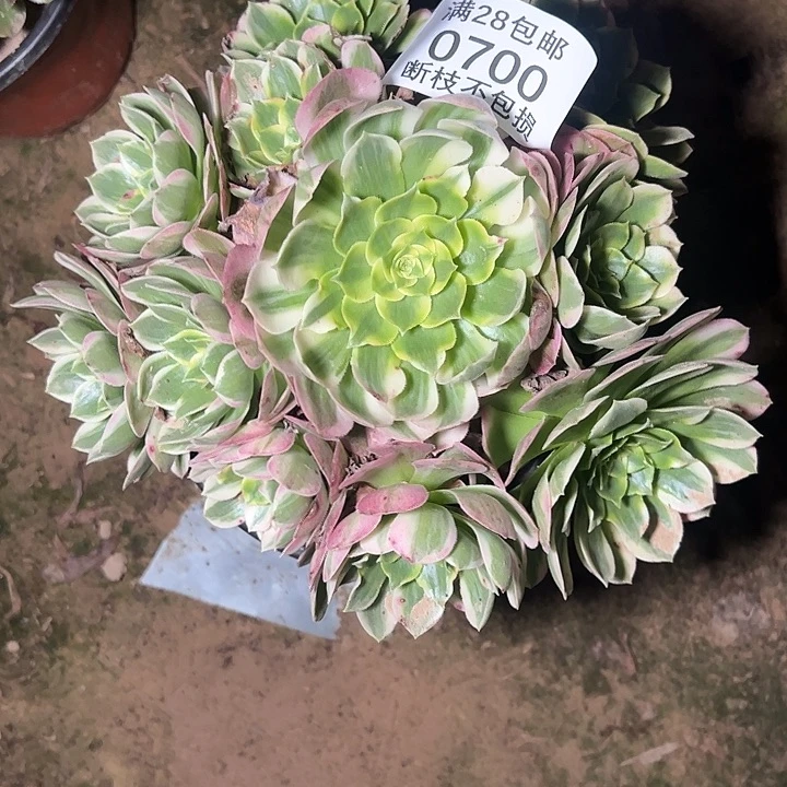心***愉0700歪桩海王多肉植物