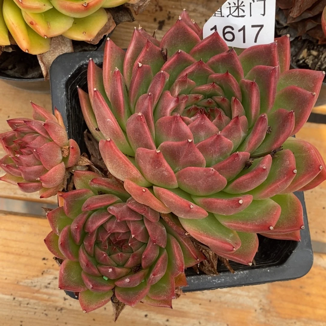 水***色杂交精品多肉1617~12厘米