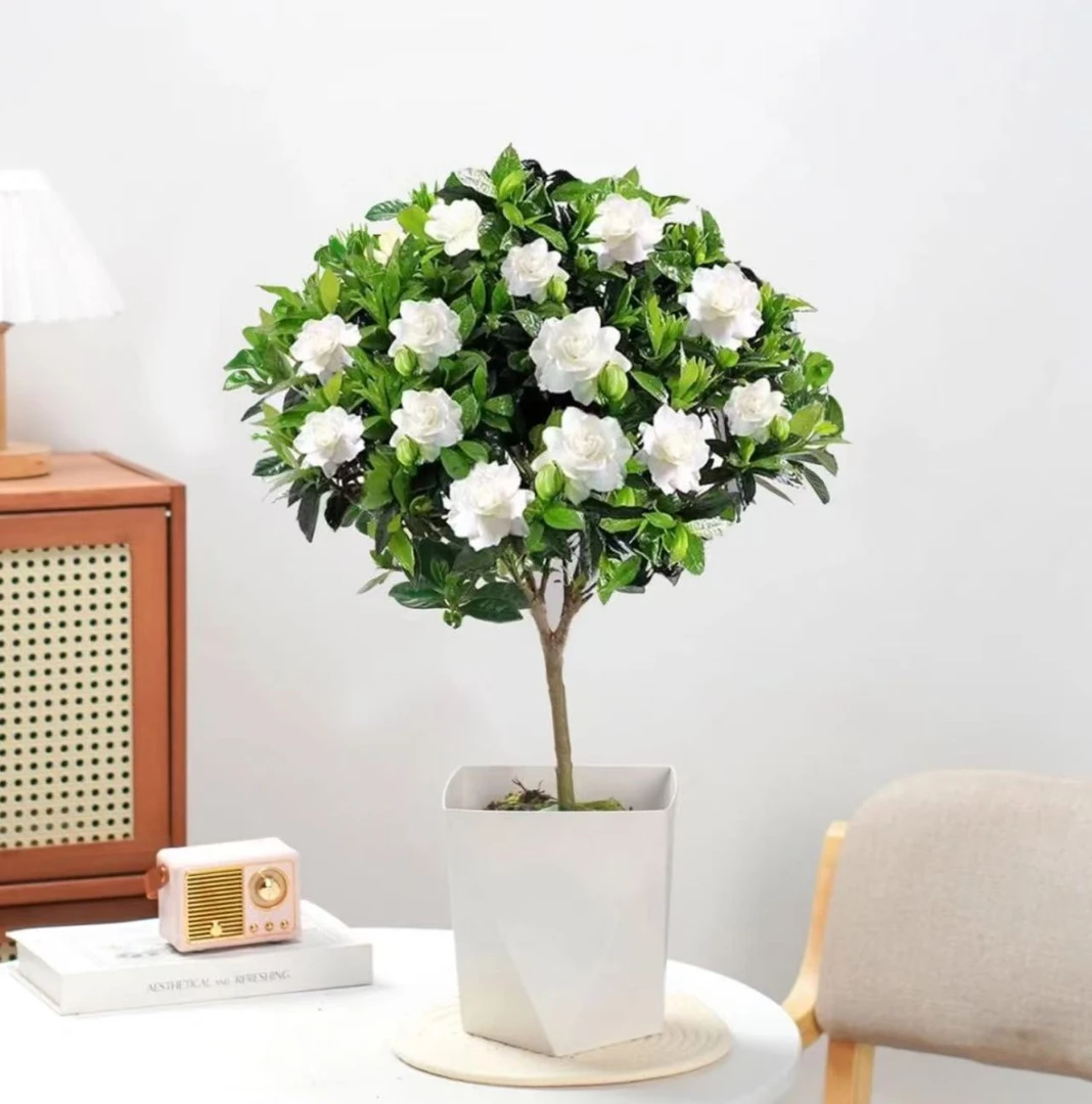 【独杆栀子花】花卉绿植可开花室内外阳台盆栽好养护四季常青