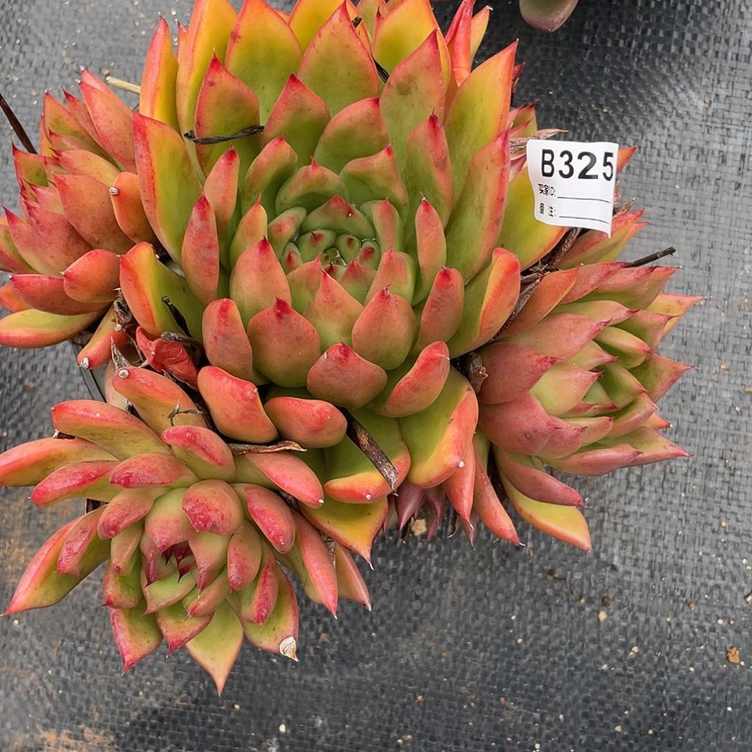 若如东云单拍B325