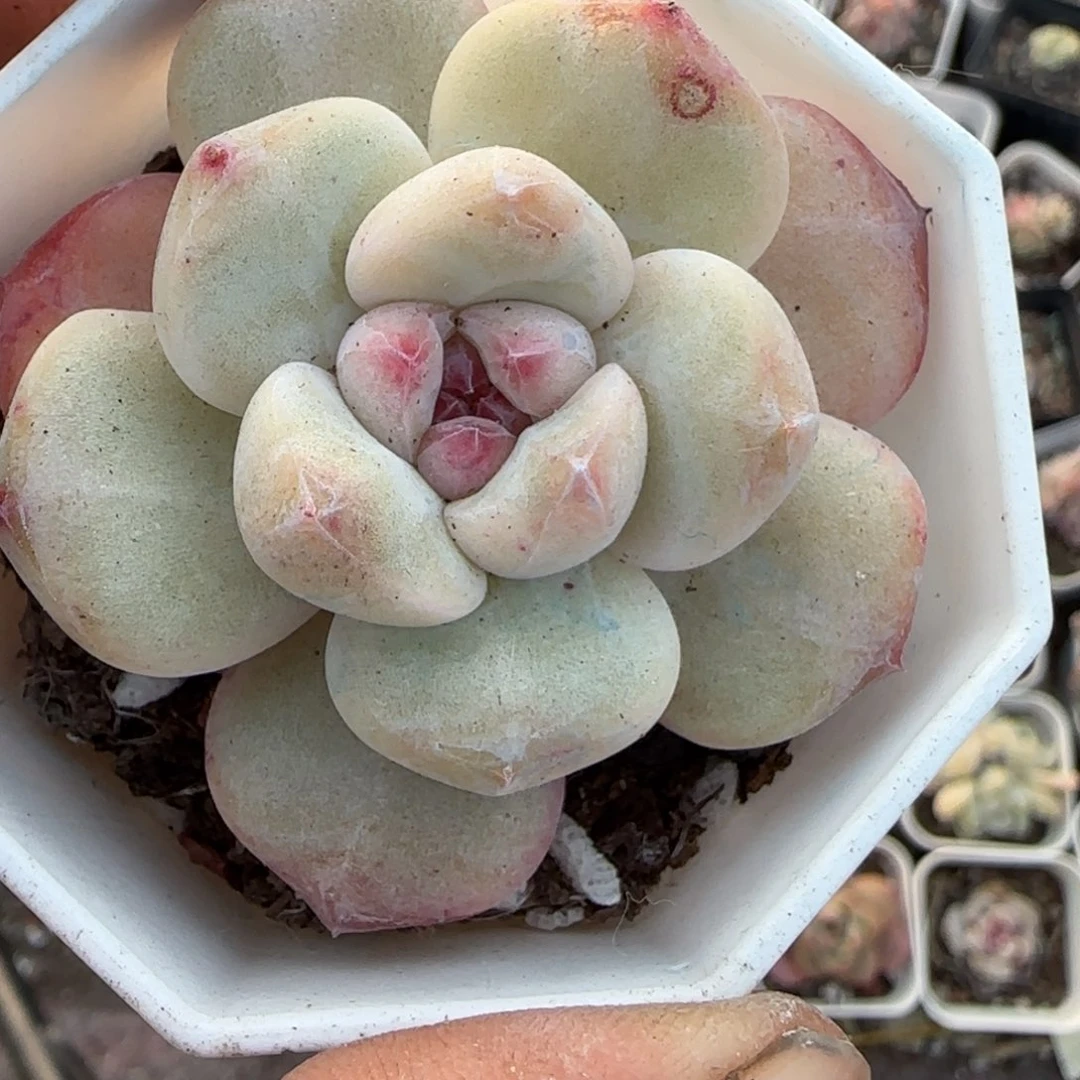 小卡拉米糖心一物一拍