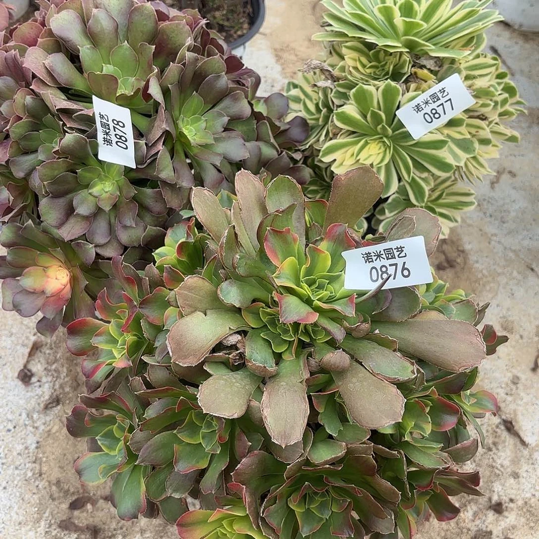 蛟***龙流星雨颜凝特斯拉多肉植物876-77-78