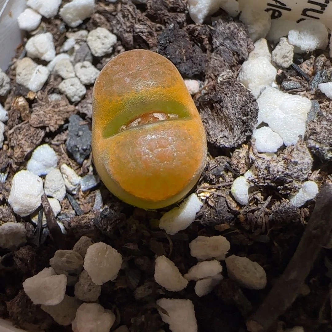 肉锥多肉植物百科-EH980蛋糕1587