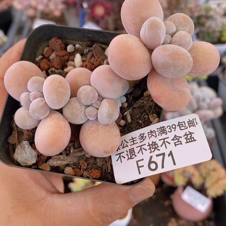 橙奶671多肉植物