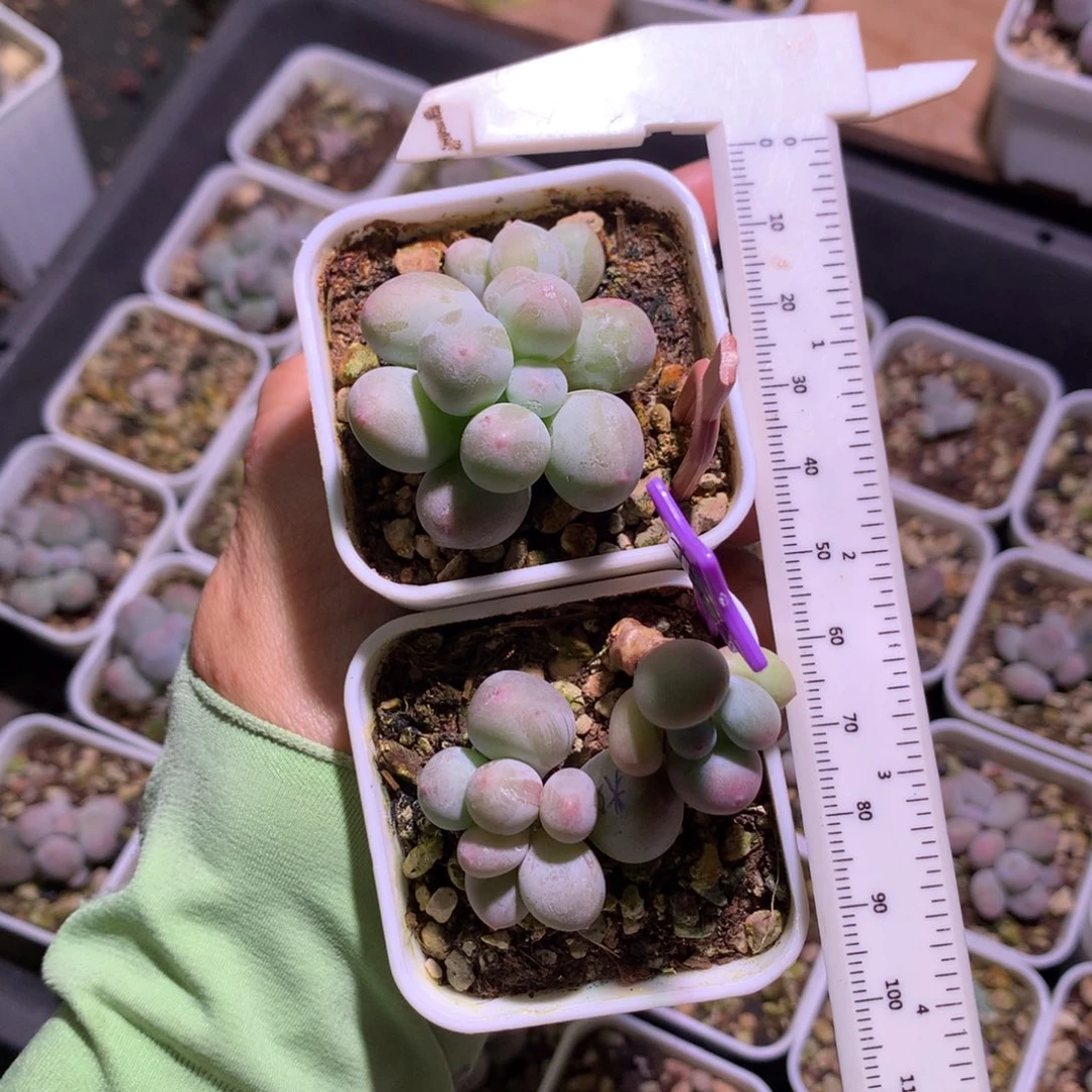 段***可一起给哈狗和高后给