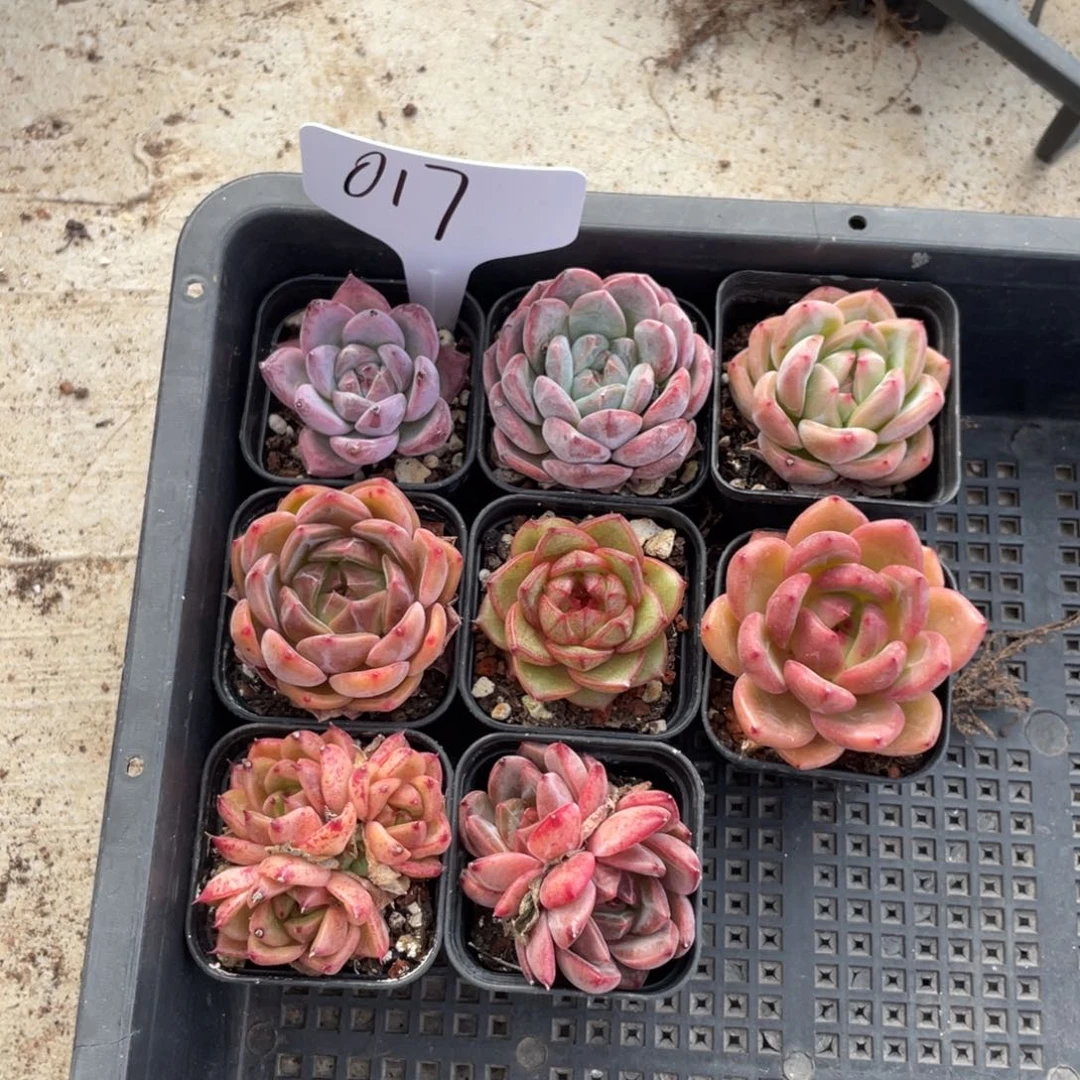 不包整散 盆子不售后017