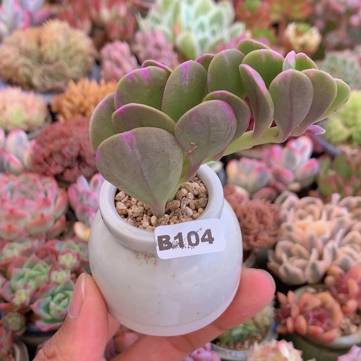 一物一拍含盆土满38包邮B104