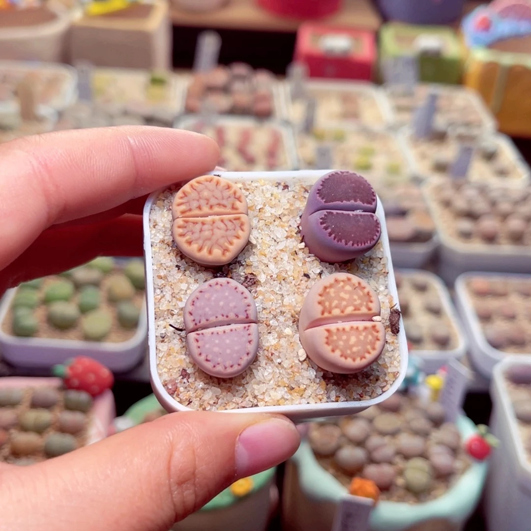 50号带身包邮发货