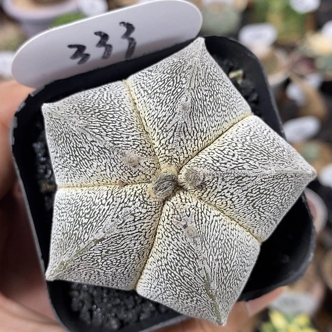 实生矮脚恩冢鸾凤玉333号6.5cm