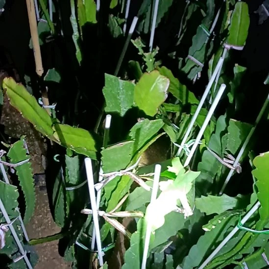 小***僧完全开放令箭何花中国红