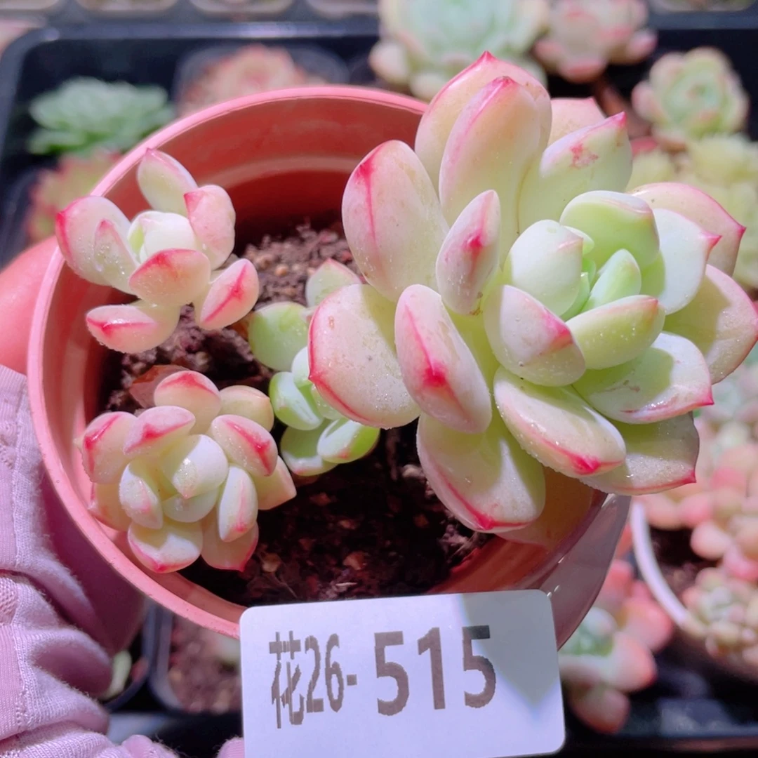 花利美26-515香草