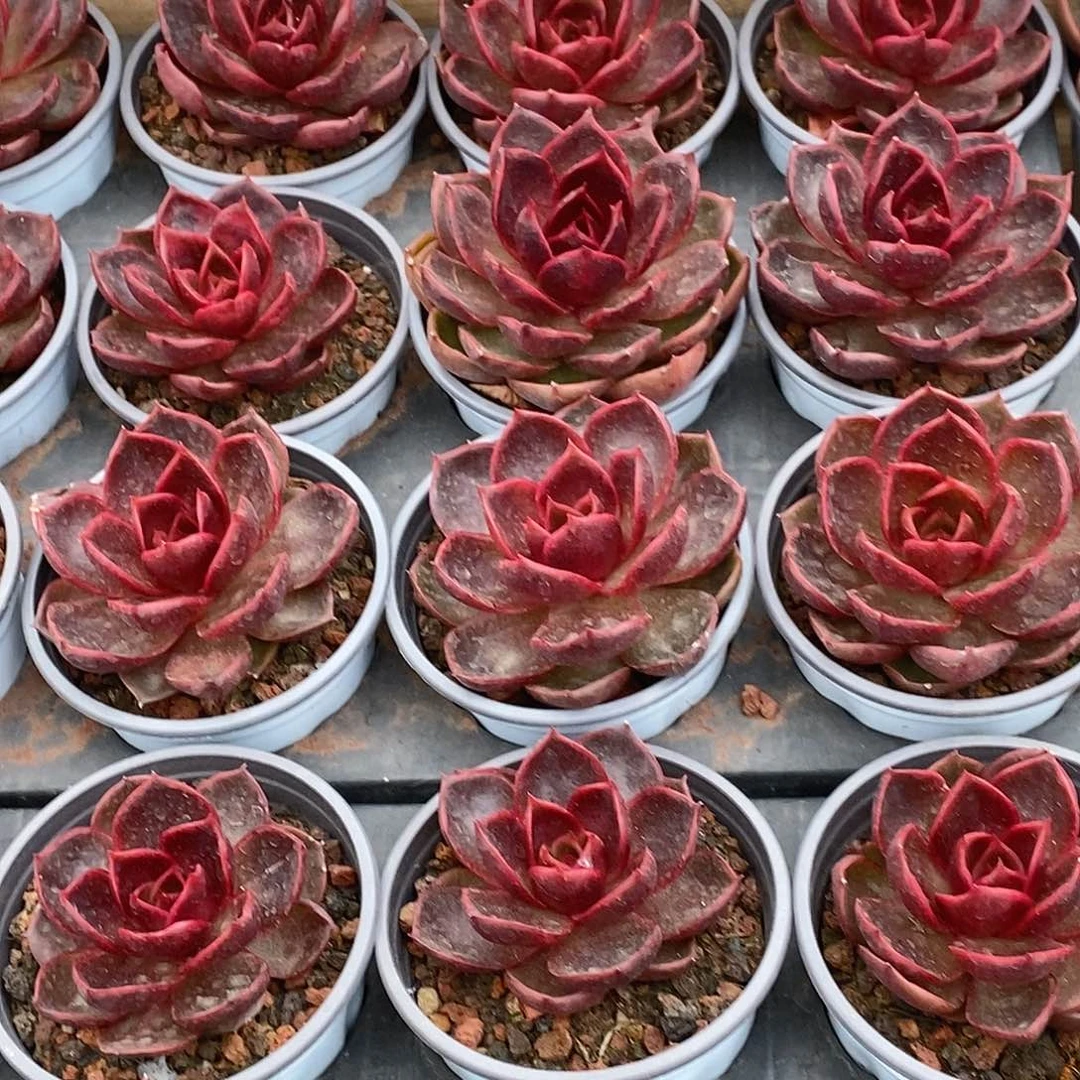 58血红灯单头，点赞福利