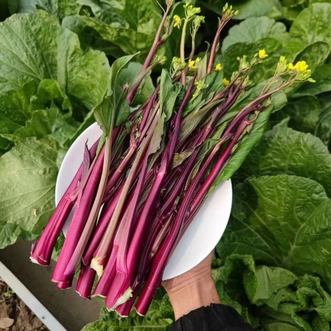 贵州农家自种红菜苔