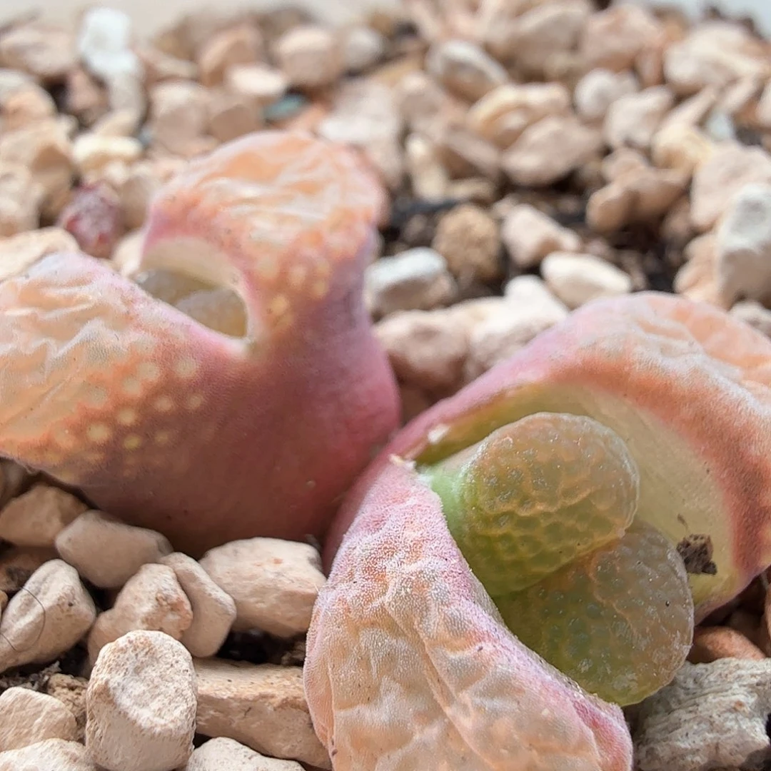 2.10.70/Cm46红风铃双头/多肉