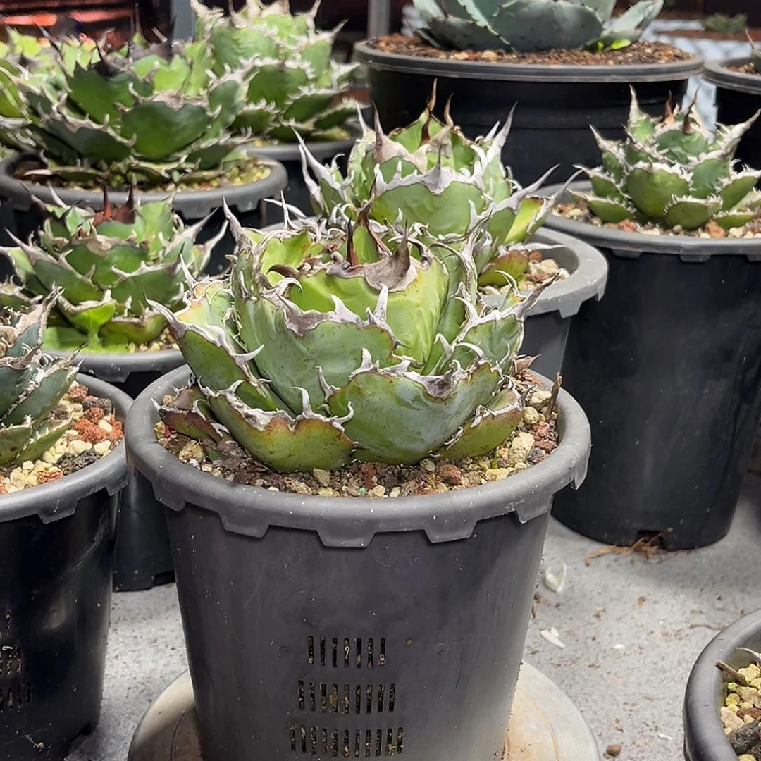 F***S龙舌兰仁王冠白鲸