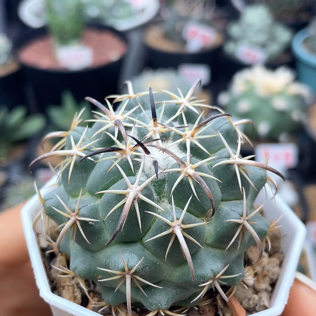 狂刺大尤钢钉仙人球多肉