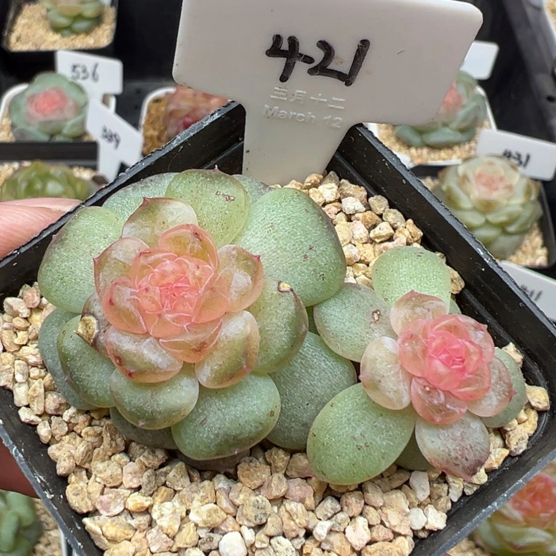421号风花雪月系列流萤小叶伤