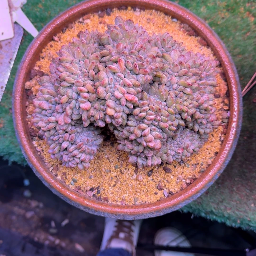 星影缀化无砍多肉