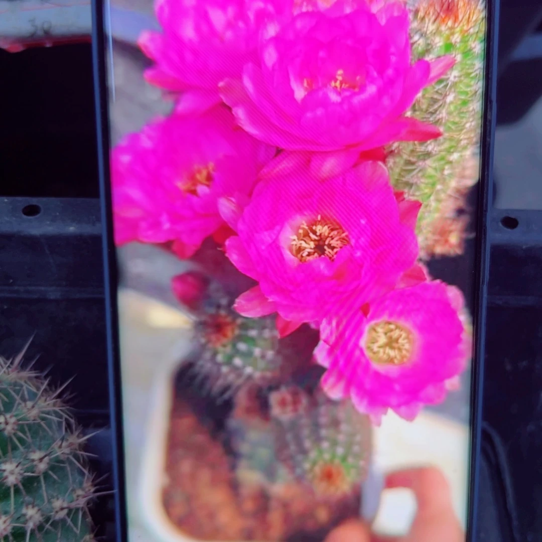 下56白檀华丽粉2个 歪无根侧芽3公分左右20包邮