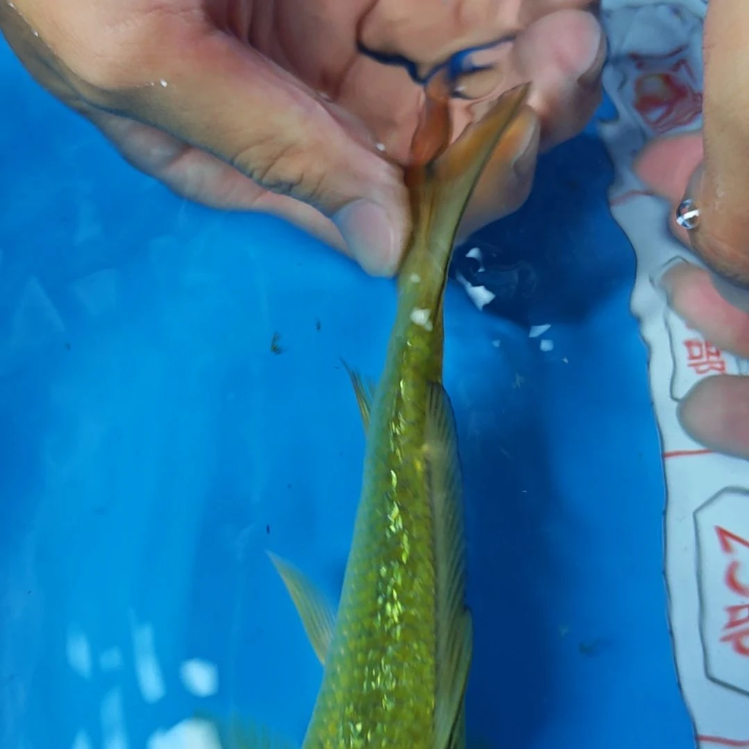 锦鲤不包邮邮费到付