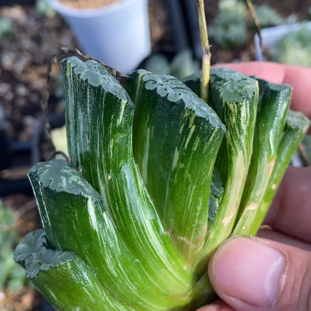 一颗大北斋玉扇锦。