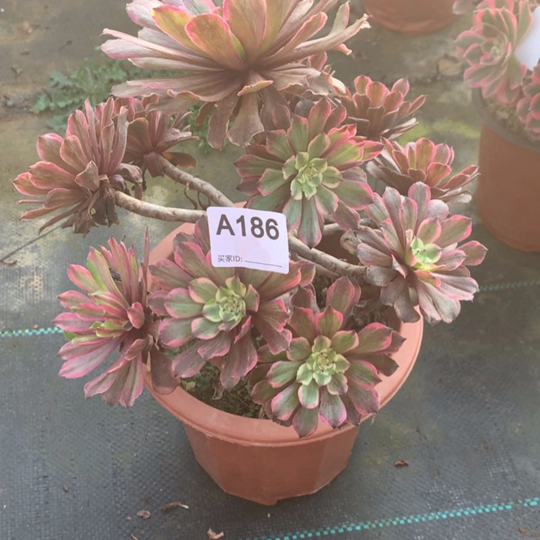 【闪购商品】张*君186粉黛