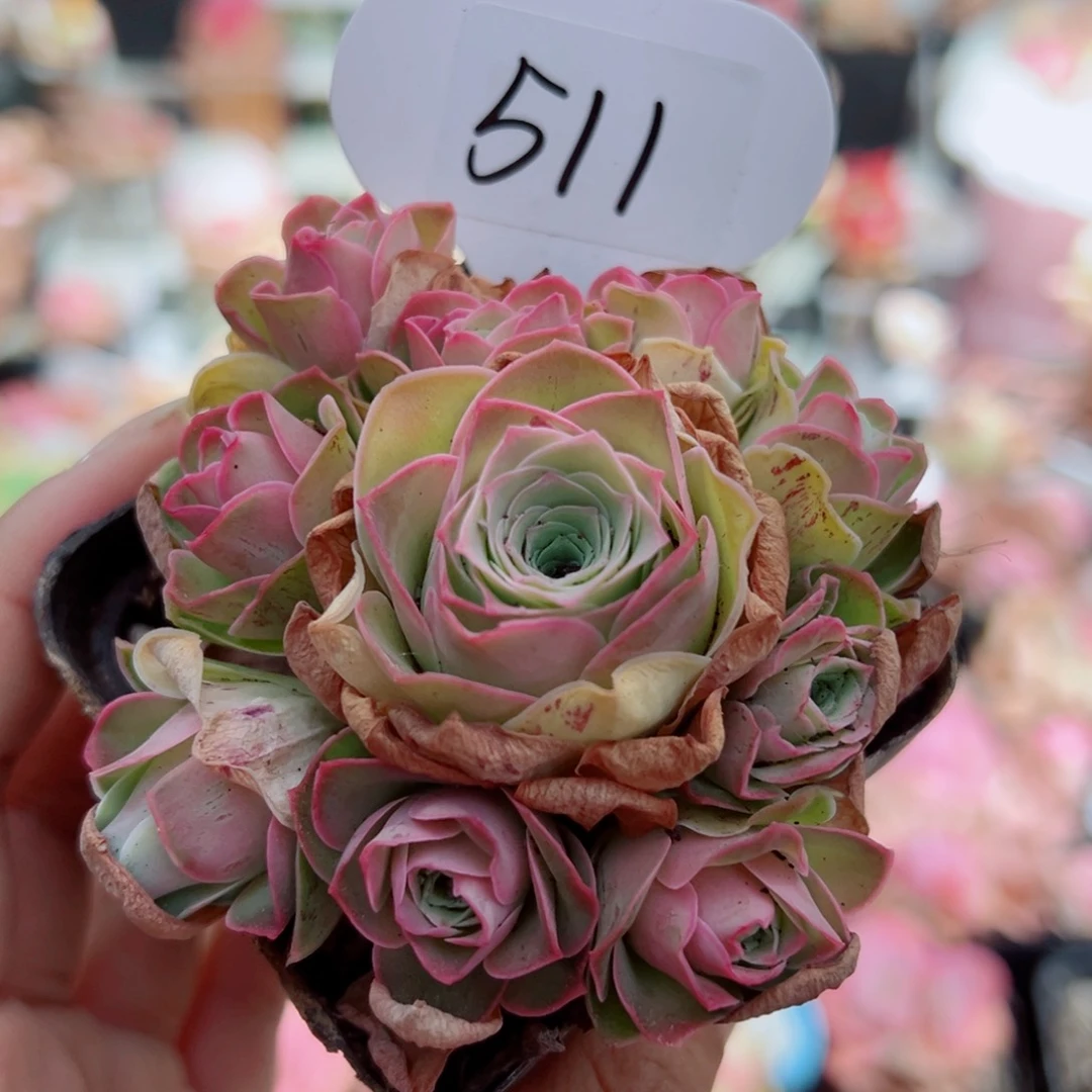 511舒帕手捧花。