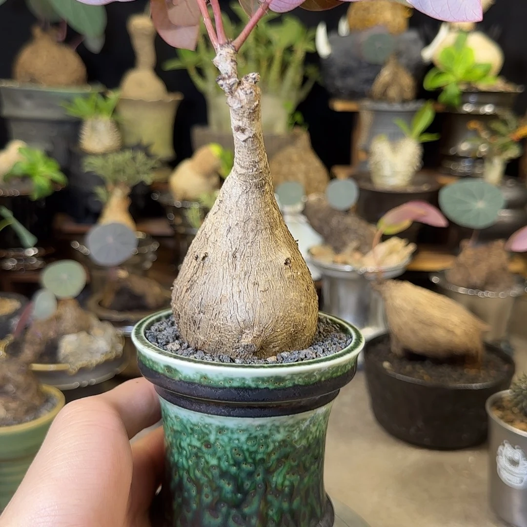 一物一拍奇异油柑30
