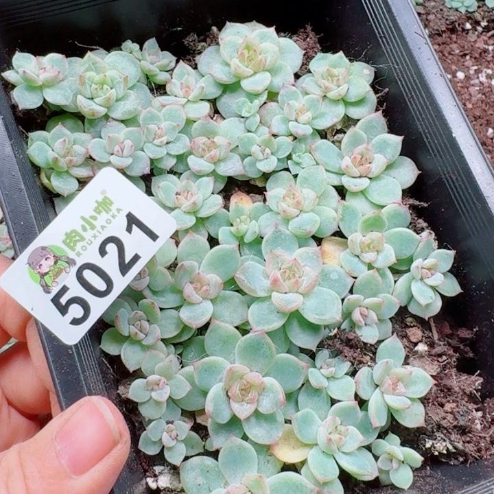 小***姑多肉植物多肉植物