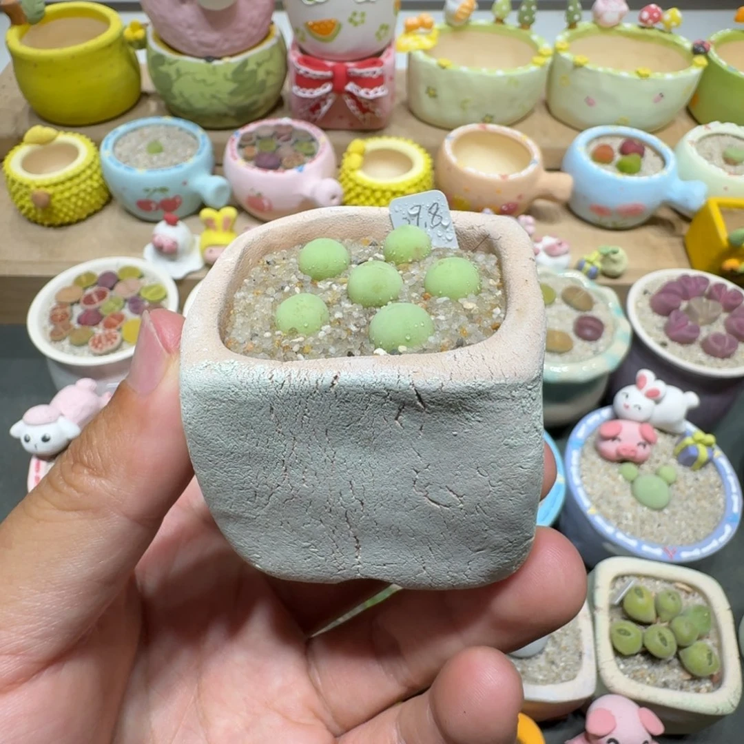 蘑菇222鸽子蛋鸽子蛋
