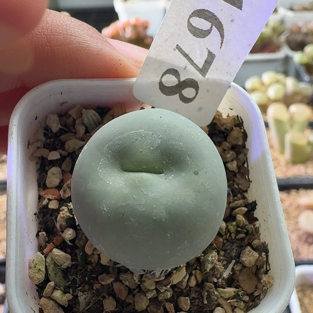 安***子1678安安公子拍红嘴一颗