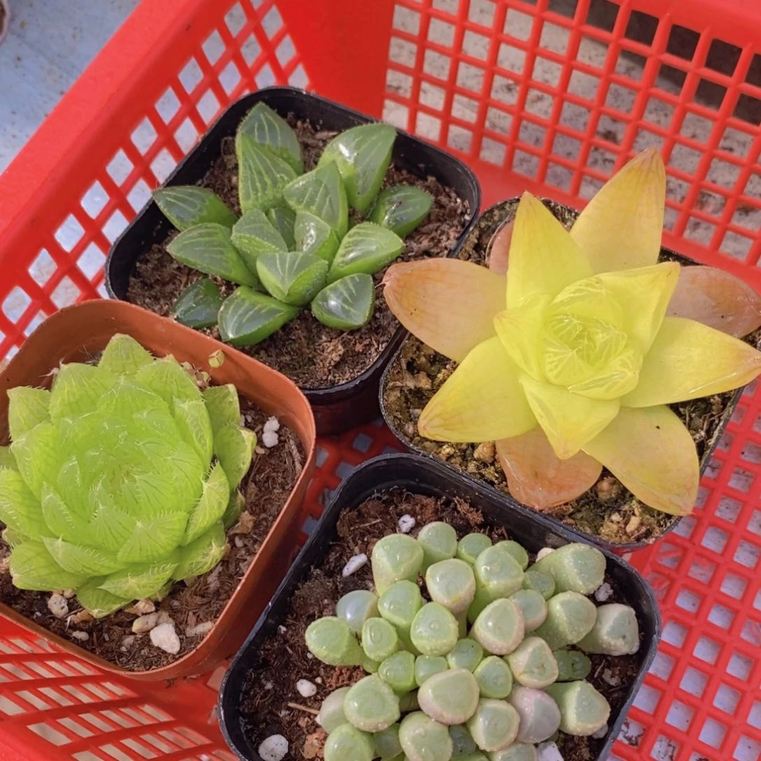 多肉植物玉露套餐带盆土