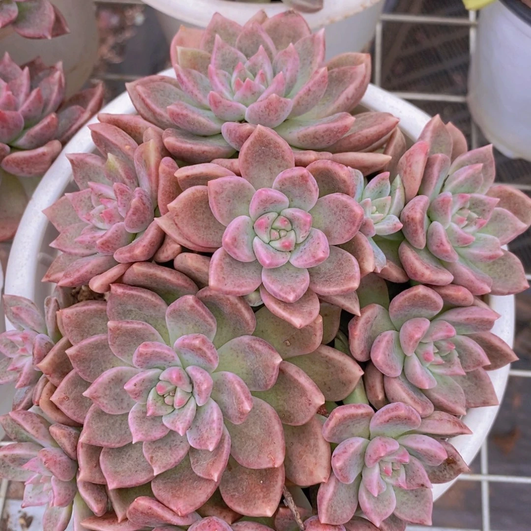 油漆桶多头群生包红