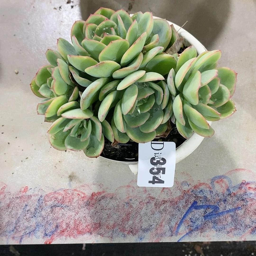 z*f354晨露多肉植物