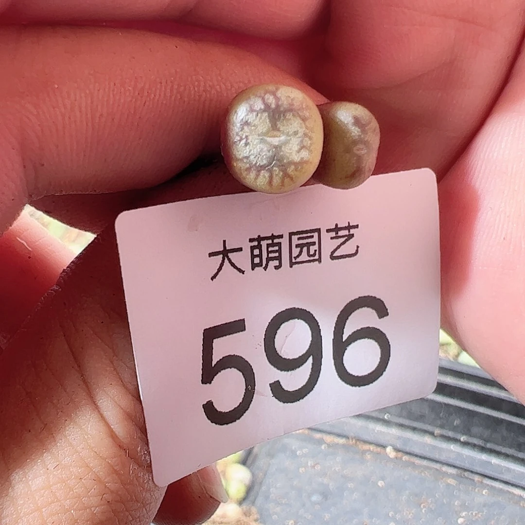 0000596 一物一拍……