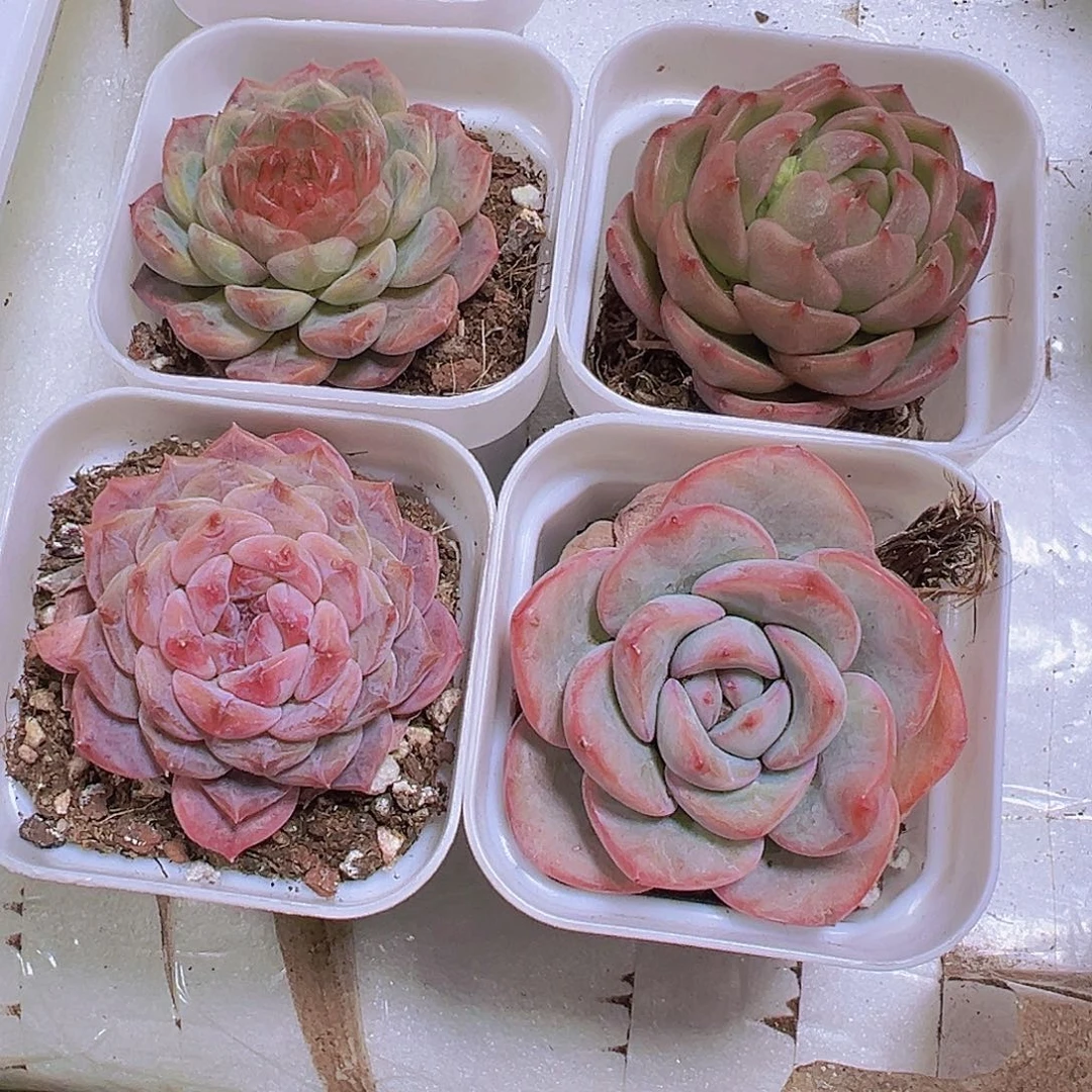 云塔冰宝龙葡萄珍妮泡芙4盆