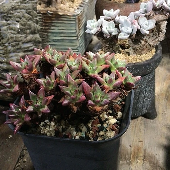 韩货绿菊仙女棒杯