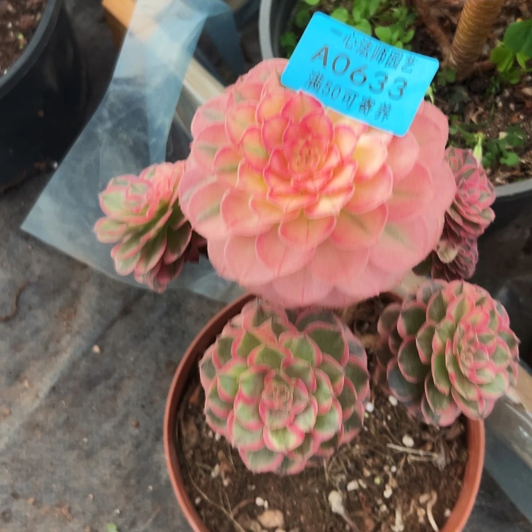 0633多肉植物海神