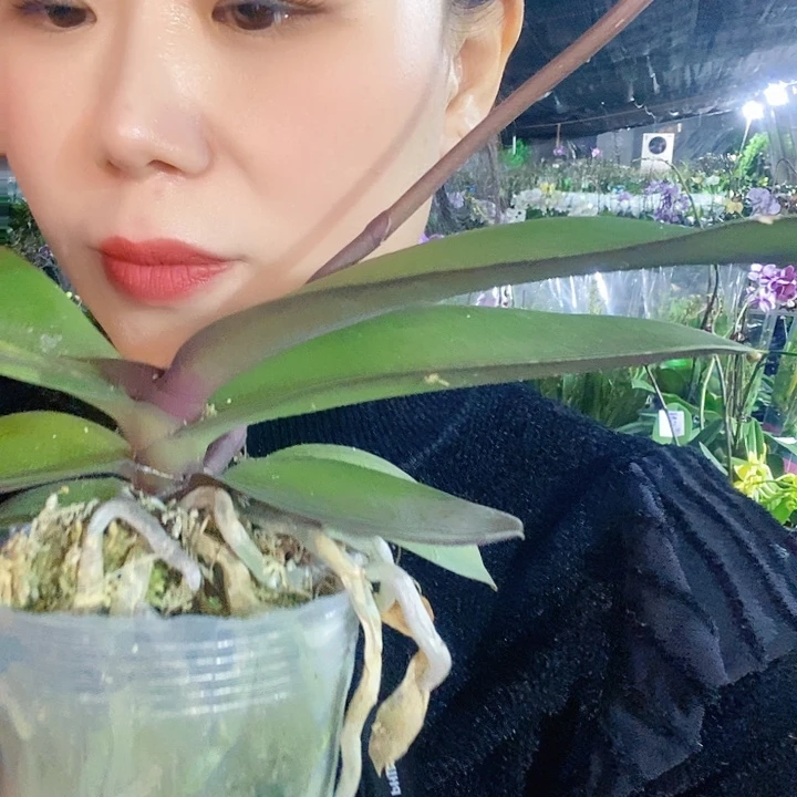 无花朵粉月亮蝴蝶兰