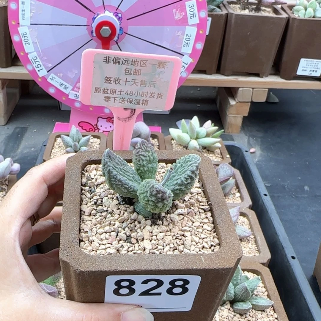 828苍龙多肉植物