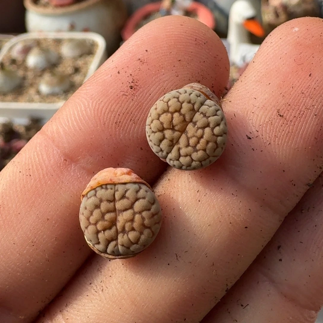 S**?F140白富贵一年多