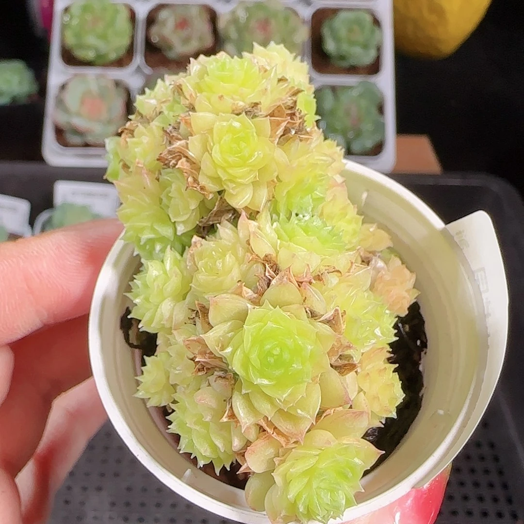 0926-44麦秆优选不包整