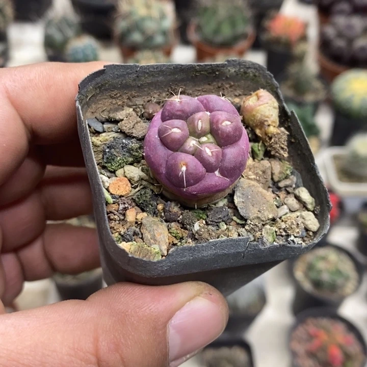 紫皮无刺象牙特价