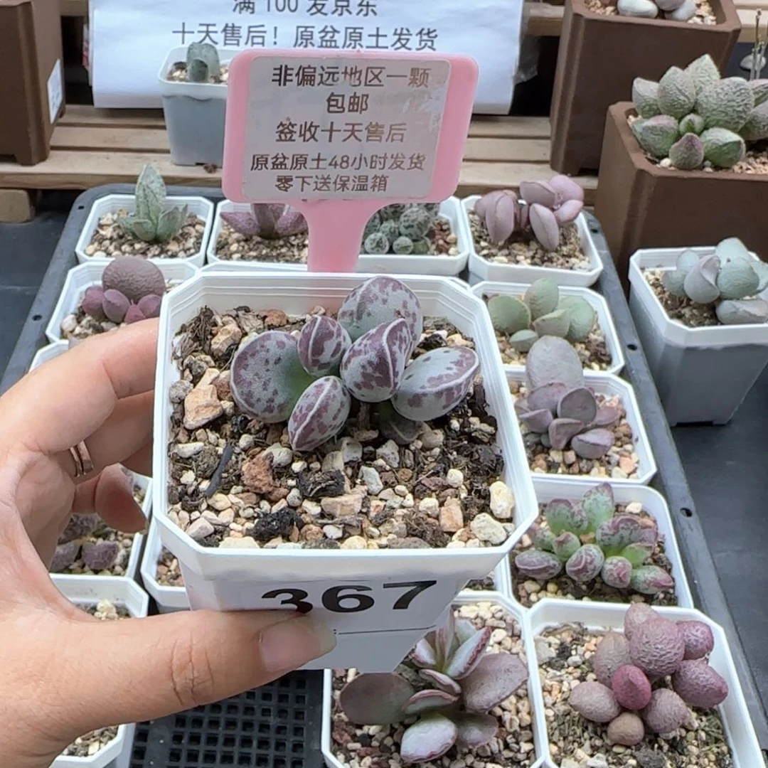 367艾薇蛋多肉植物