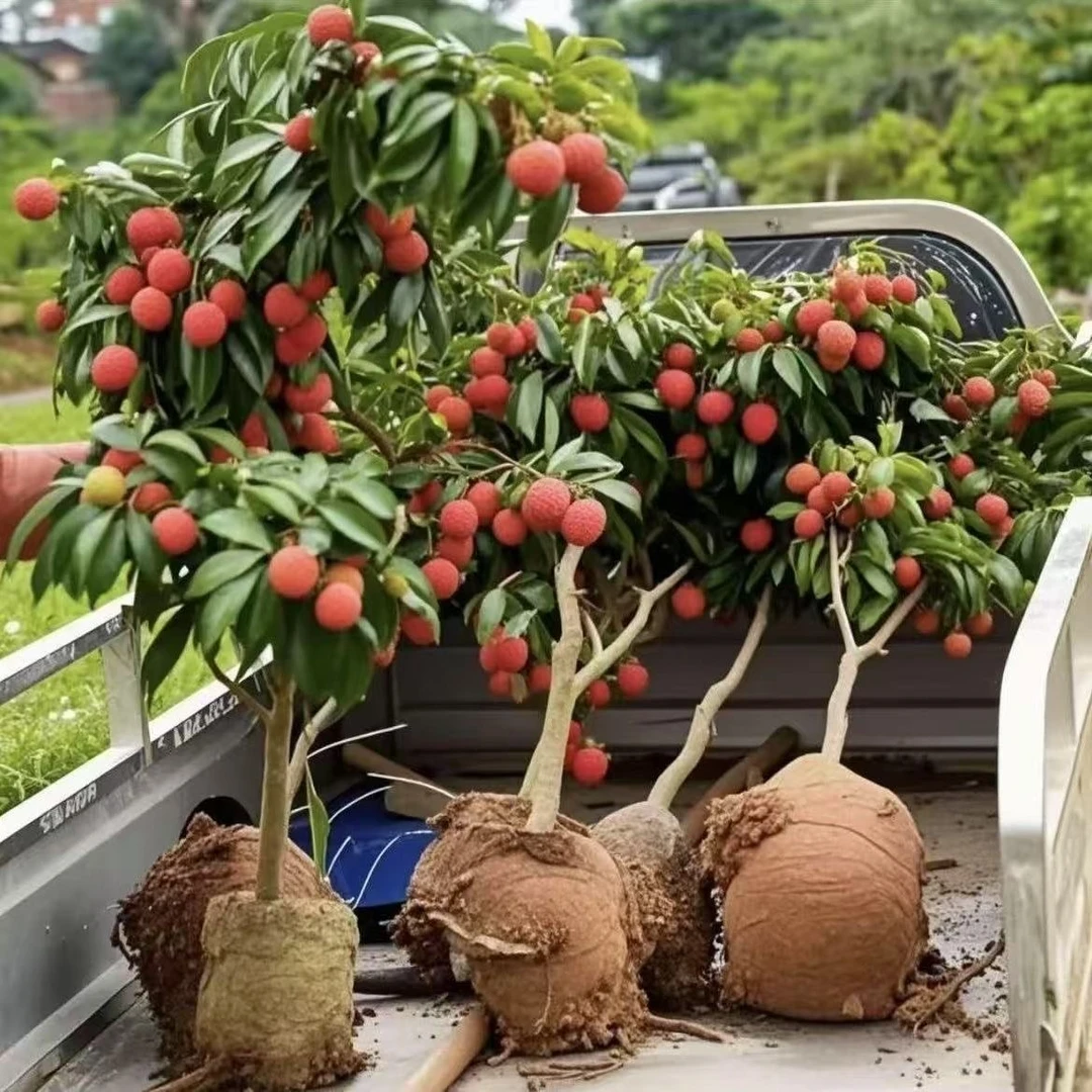 荔枝树苗无核冰荔枝大果正宗果树苗南方种植带土带叶嫁接苗