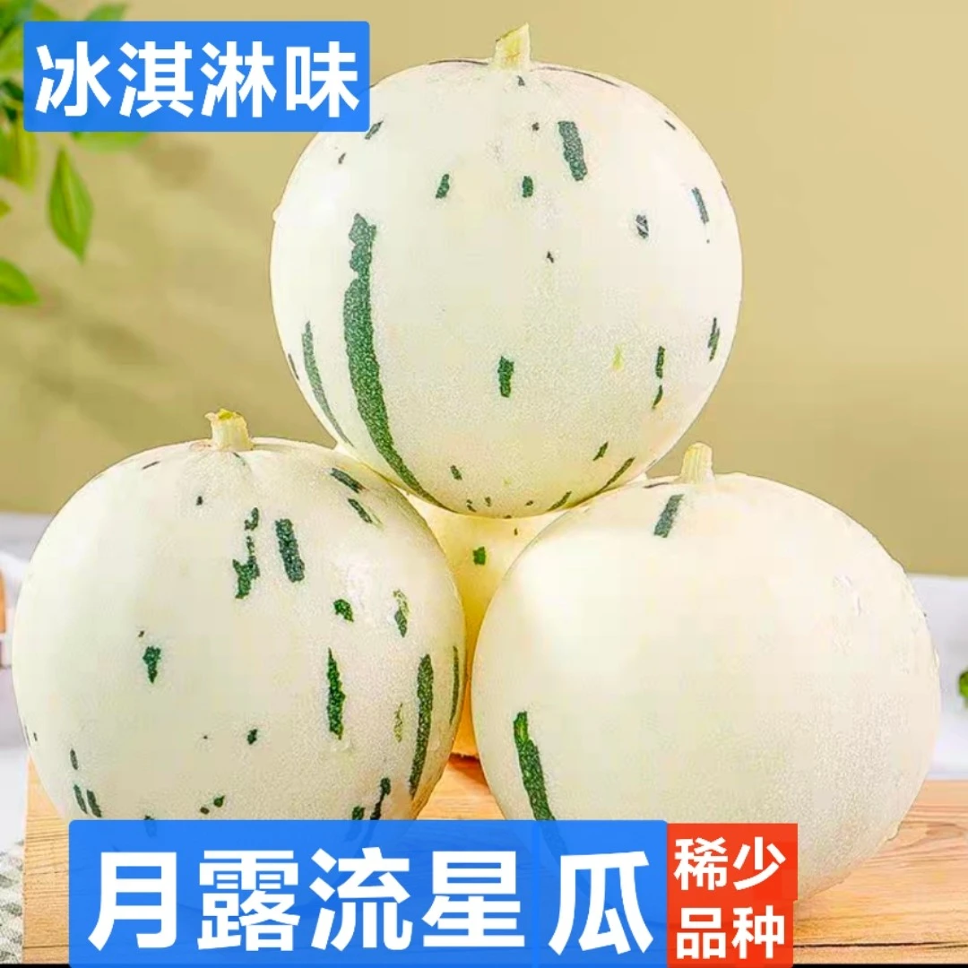 浙江台州原产地头茬月露流星瓜新鲜采摘冰淇淋软糯农家白肉甜瓜