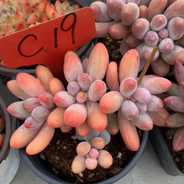 读肉皮学会727272727