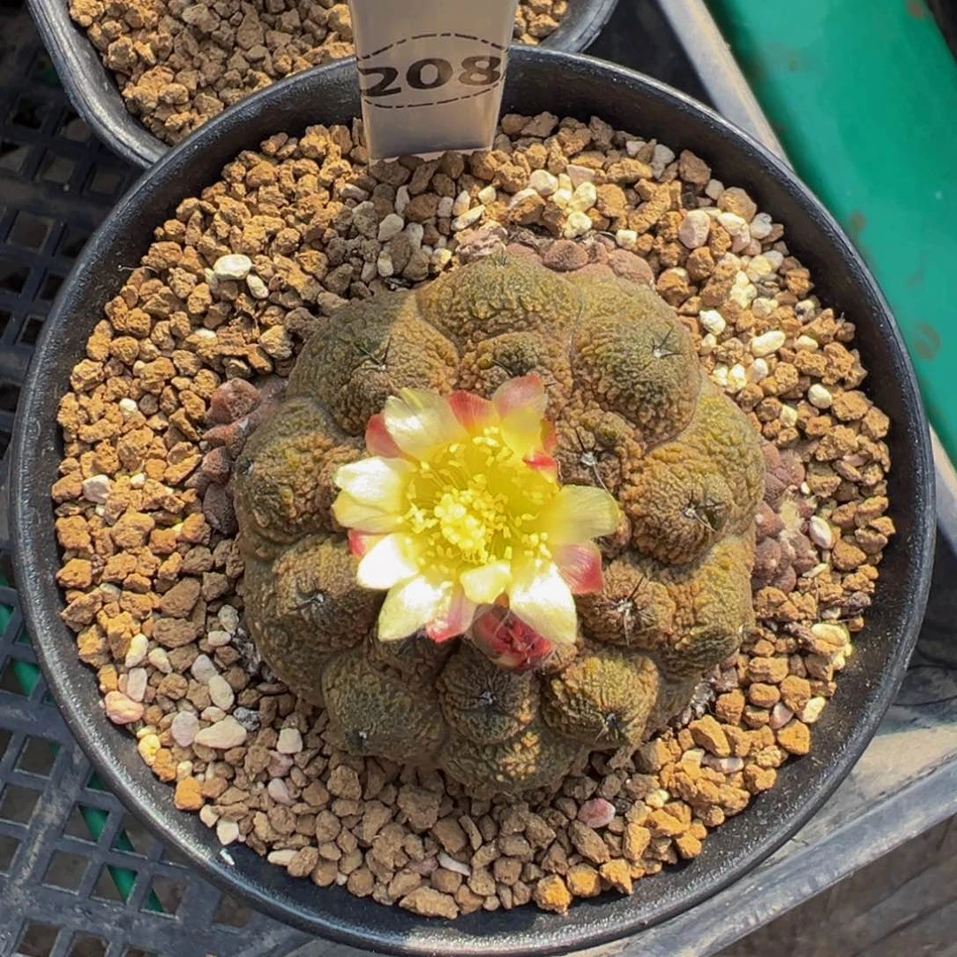 维***贝208实生根蜥蜴皮多肉植物带盆土