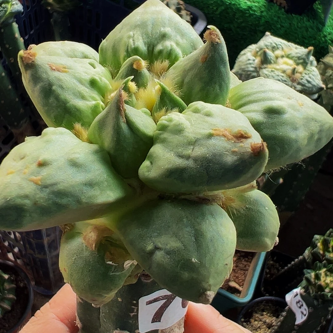无花朵福利龙芽怒涛牡丹700